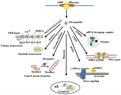 Micropeptides Encoded in Transcripts Previously Identified as Long Noncoding RNAs: A New Chapter in Transcriptomics and Proteomics